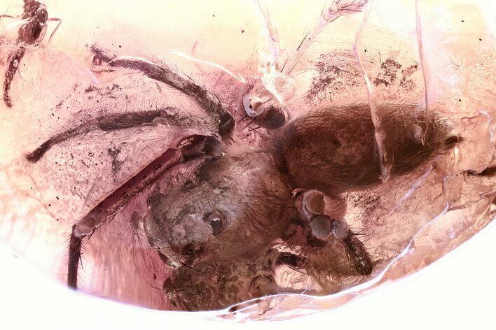 Huge Fossil Jumping Spider and True Midge in Baltic Amber #321893